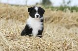 BORDER COLLIE 602